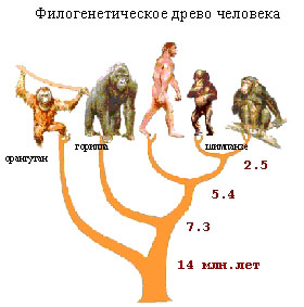 Основные этапы развития биосферы на Земле