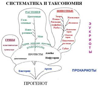Основные этапы развития биосферы на Земле