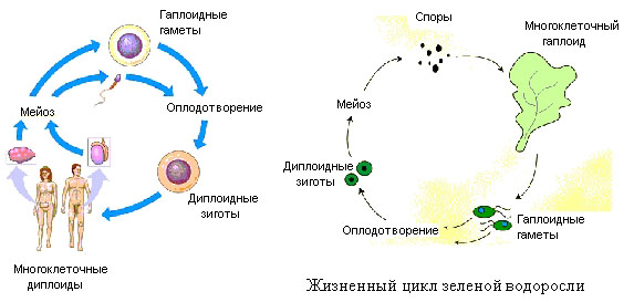 Основные этапы развития биосферы на Земле