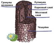 Строение волос